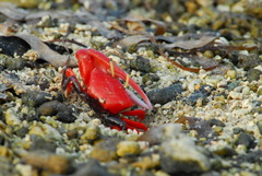 Paraleptuca crassipes