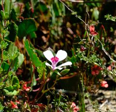 Pelargonium setulosum