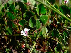 Pelargonium setulosum
