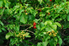 Allophylus timorensis