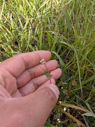 thimble clover (Trifolium microdon)