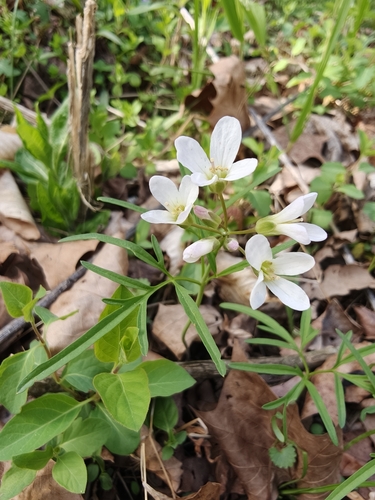 Cardamine dissecta, photograph 3