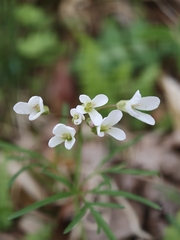 (c) Daniel Beevers, some rights reserved (CC BY) Cardamine dissecta, photograph (c) Daniel Beevers, some rights reserved (CC BY)