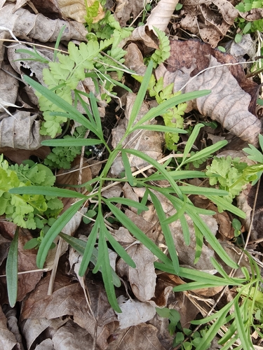 Cardamine dissecta, photograph 5