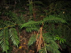 Cyathea dregei