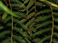 Cyathea dregei