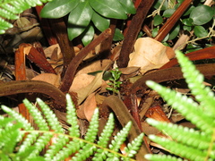 Cyathea dregei