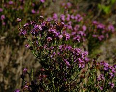 Stoebe rugulosa