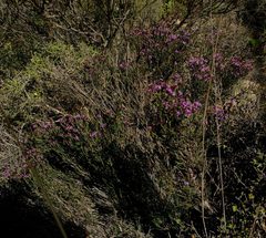 Stoebe rugulosa
