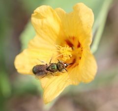 Ceratina smaragdula
