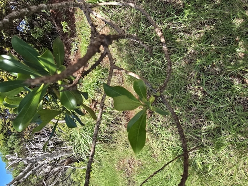 Myrsine lessertiana observed 2026-03-25