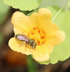 Ceratina smaragdula