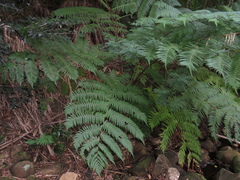 Cyathea cooperi
