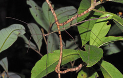 Austrocarausius coronatus