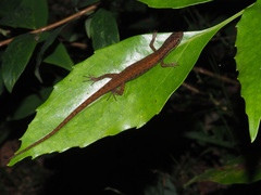 Saproscincus basiliscus