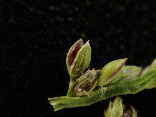 Digitaria violascens