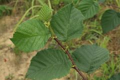 Alnus maximowiczii