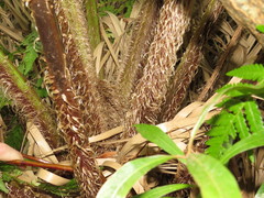 Cyathea cooperi