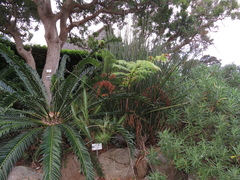 Cyathea cooperi
