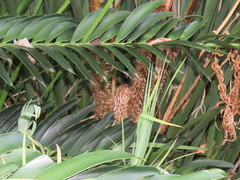 Cyathea cooperi