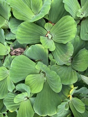 Pistia