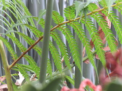 Cyathea cooperi