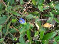 Commelina auriculata