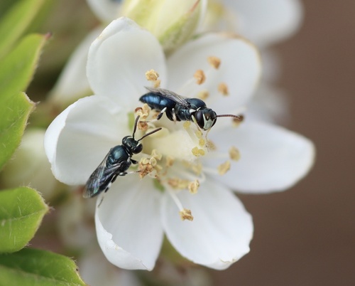 Bright-white Masked Bee photographed in Hawaii