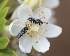 Hylaeus albonitens