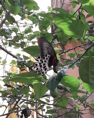Papilio polymnestor