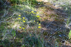 Potentilla arenosa