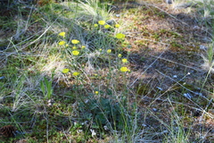 Potentilla arenosa