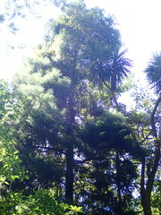Dacrycarpus dacrydioides