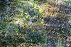 Potentilla arenosa