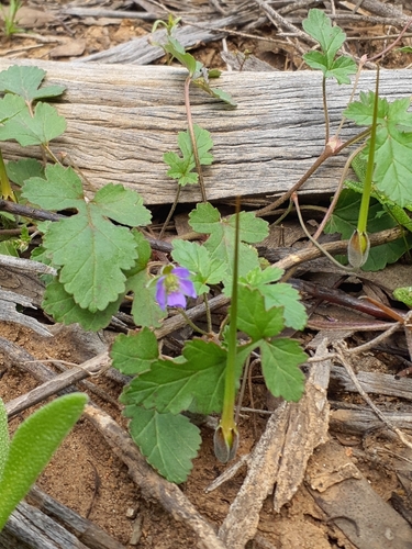 Western Stork's-bill (Erodium cygnorum)