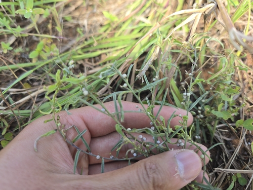 Narrowleaf Indigo (Indigofera linifolia)
