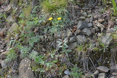 Potentilla arenosa