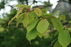 Prunus ssiori