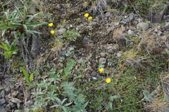 Potentilla arenosa