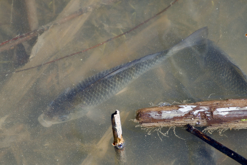Carassius auratus