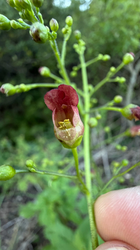 California beeplant (Scrophularia californica)
