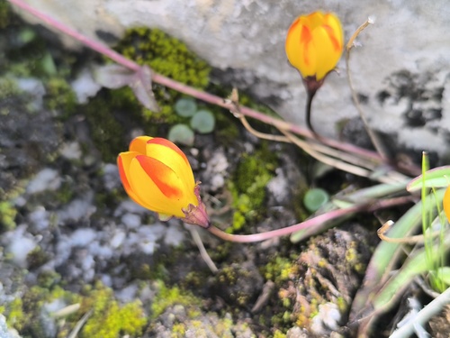 Gentianella scarlatina observed 2026-03-18