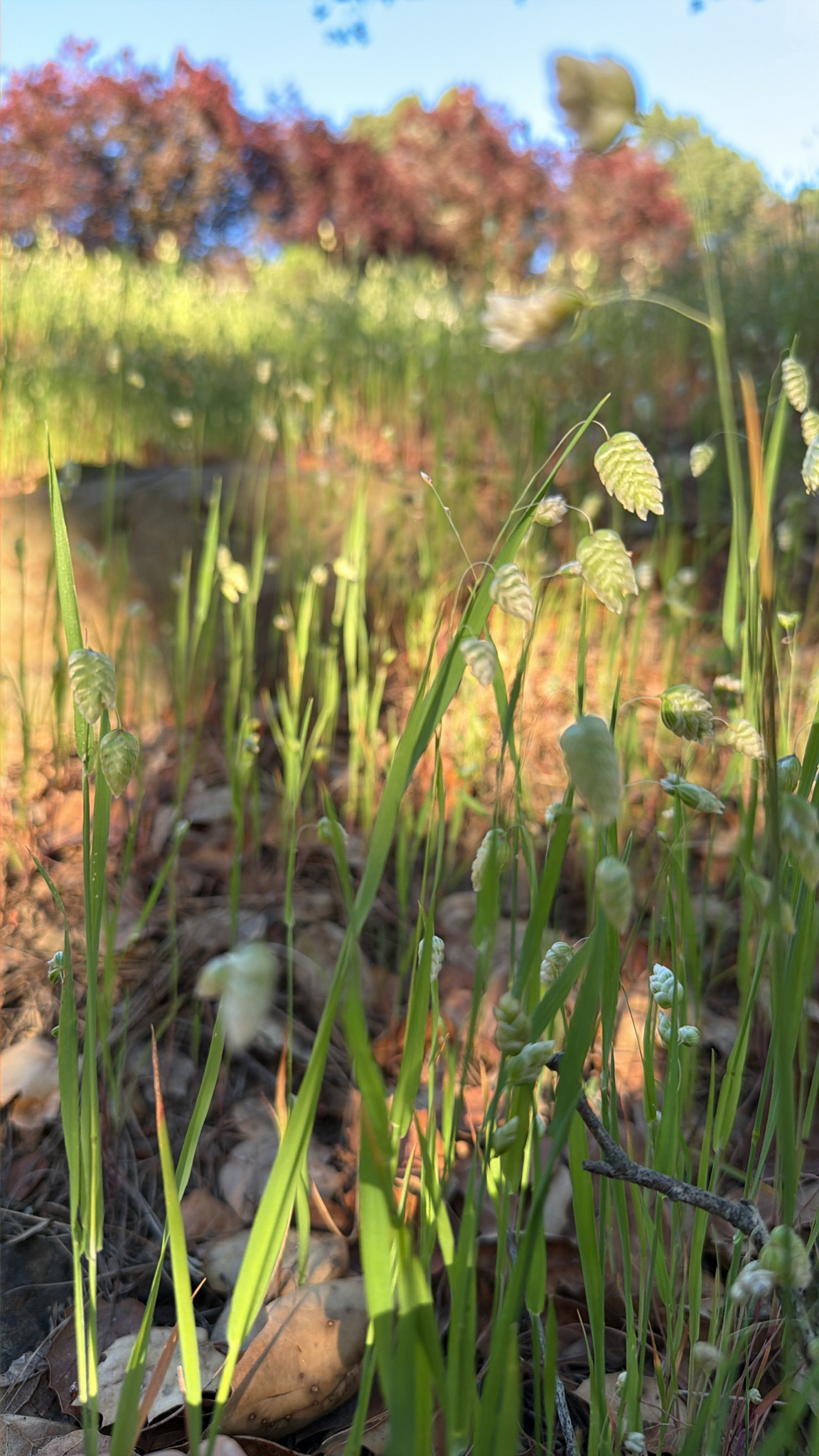 Big Quakinggrass (Briza maxima)