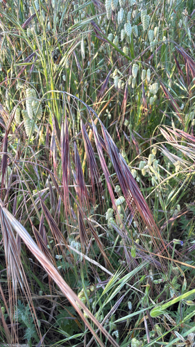 great brome (Bromus diandrus)