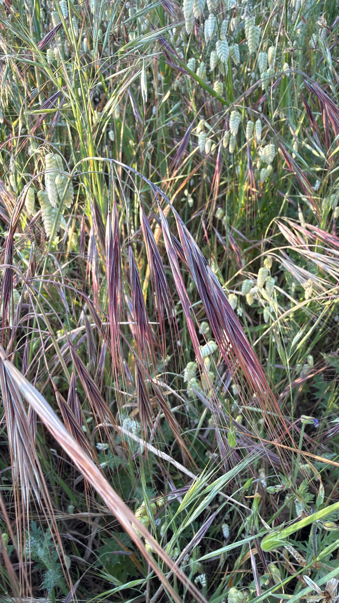 Broncho Grass (Bromus diandrus)