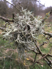 Ramalina fastigiata
