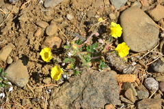 Potentilla arenosa