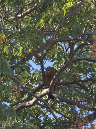 Australian King Parrot