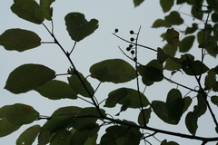 Prunus ssiori