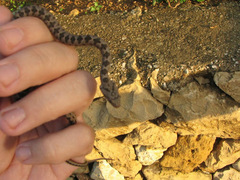 Hemorrhois nummifer